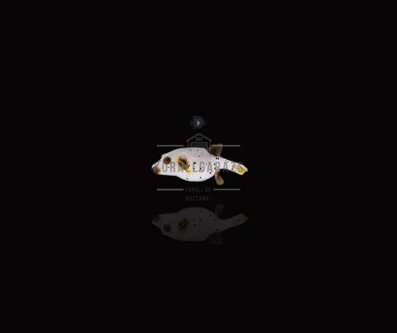 Arothron Nigropunctatus
